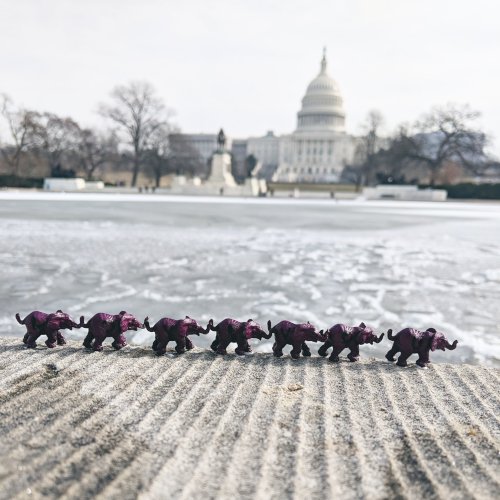 Photograph of a row of small dark plum elephants in front of an icy pond. The US capitol building can be see in the background.